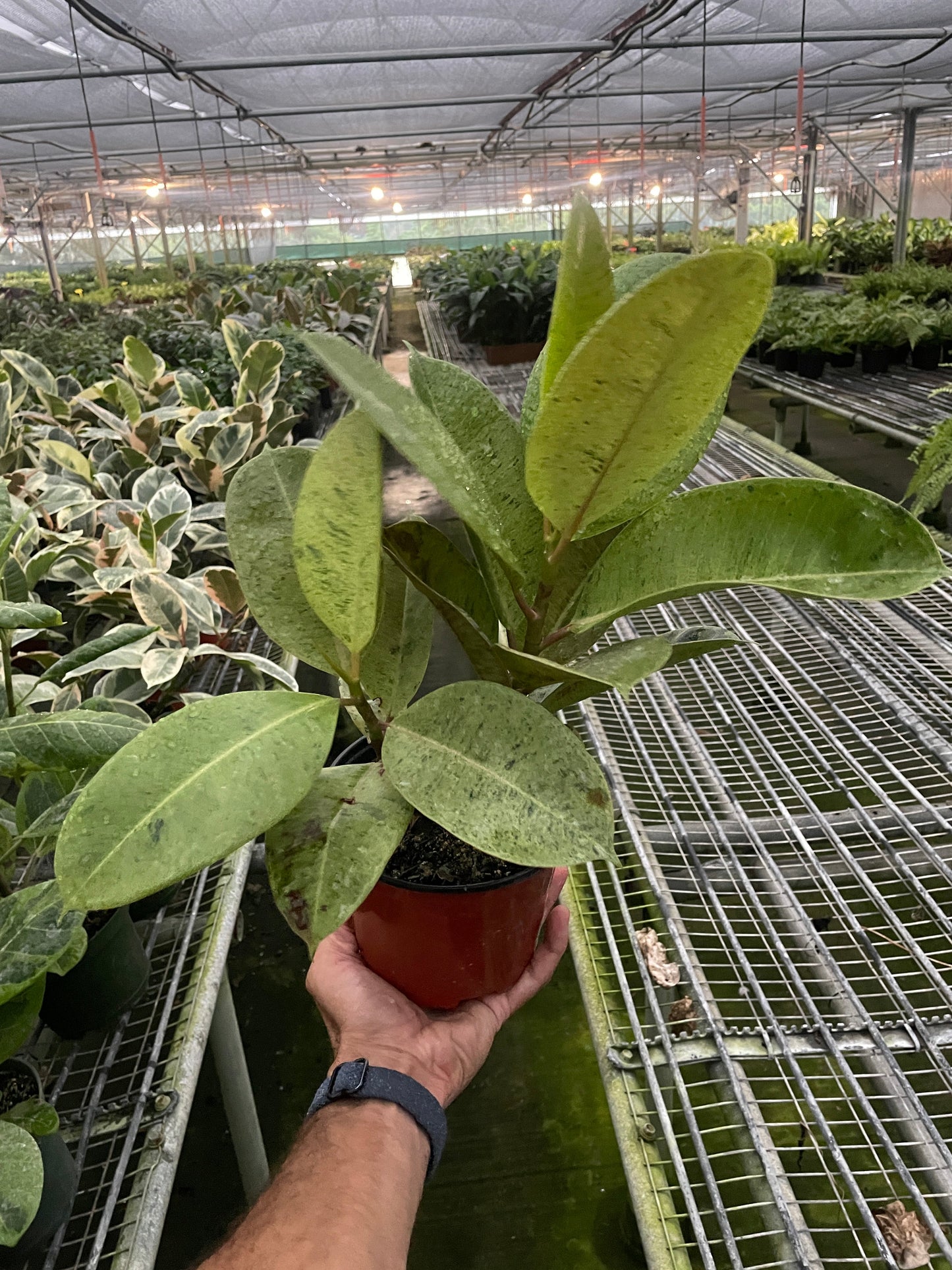 Ficus 'Shivereana' (Moonshine) - Minty Moonlit Marvel: Rare Variegated Houseplant