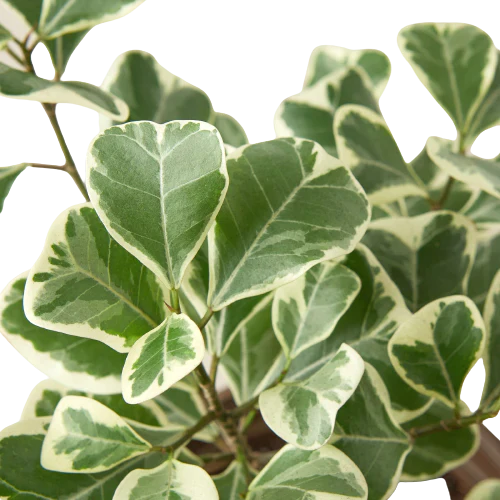 Ficus Elastica 'Triangularis' Variegated - Foliage Fiesta: Vibrant Evergreen Houseplant