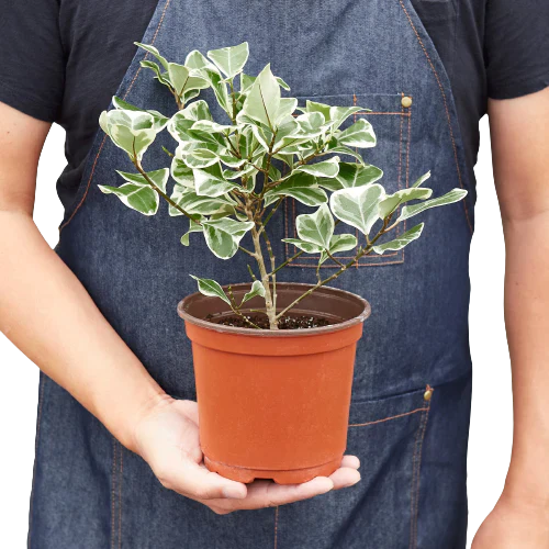 Ficus Elastica 'Triangularis' Variegated - Foliage Fiesta: Vibrant Evergreen Houseplant