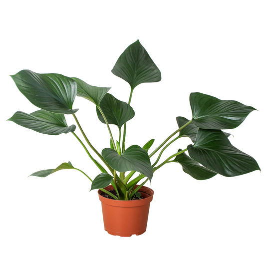 Homalomena 'Emerald Gem' - Radiant Royalty: Stunning Indoor Plant for Lush Greenery and Height-Conscious Spaces