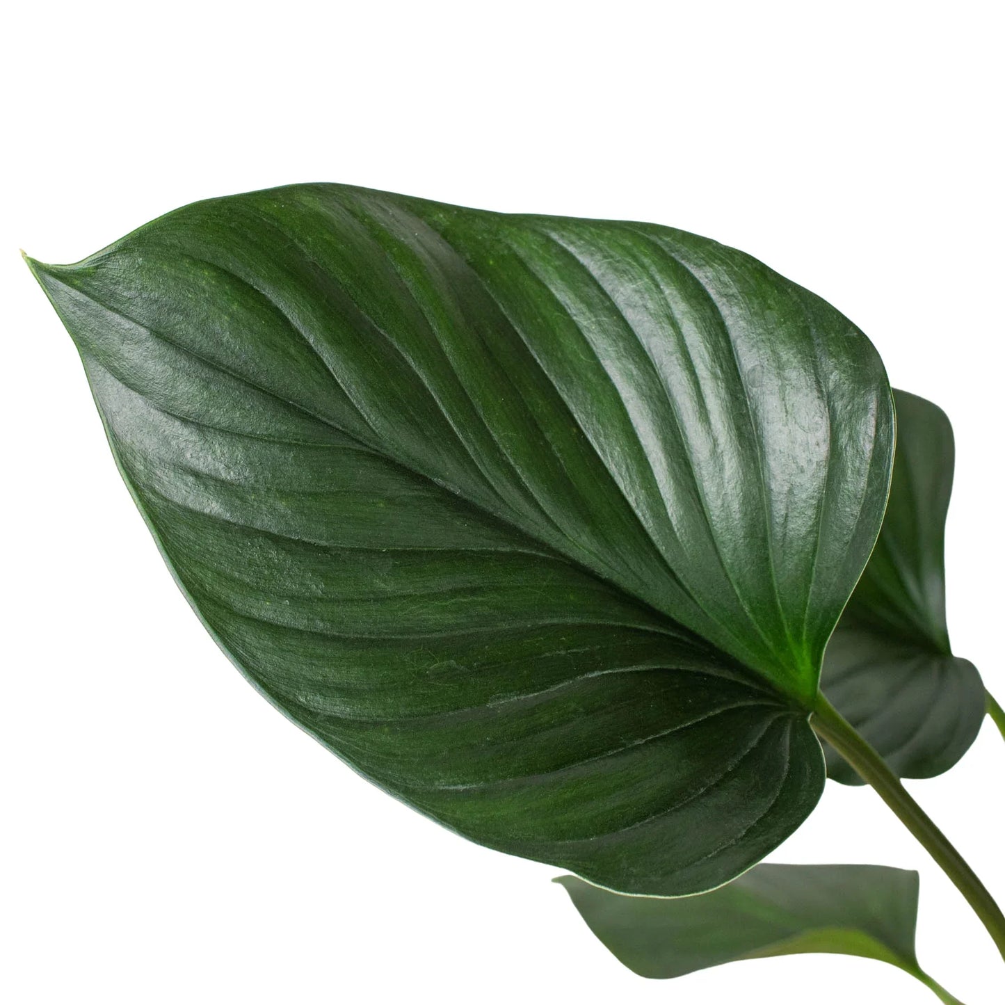 Homalomena 'Emerald Gem' - Radiant Royalty: Stunning Indoor Plant for Lush Greenery and Height-Conscious Spaces