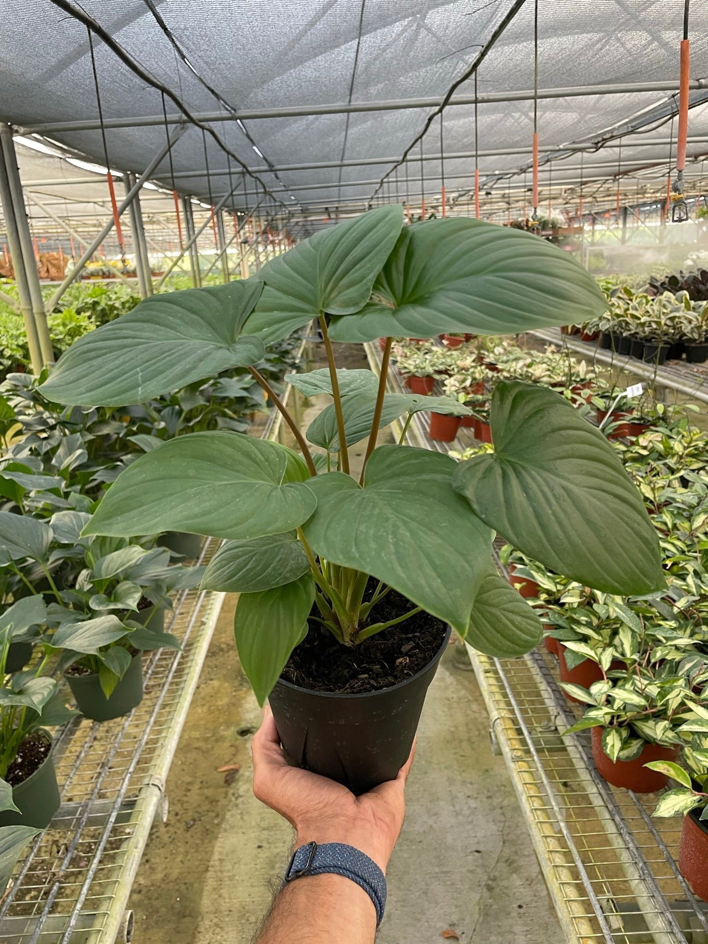 Homalomena 'Red Stem' - Red Hot Heartthrob: Easy-Care, Stunning Foliage Houseplant