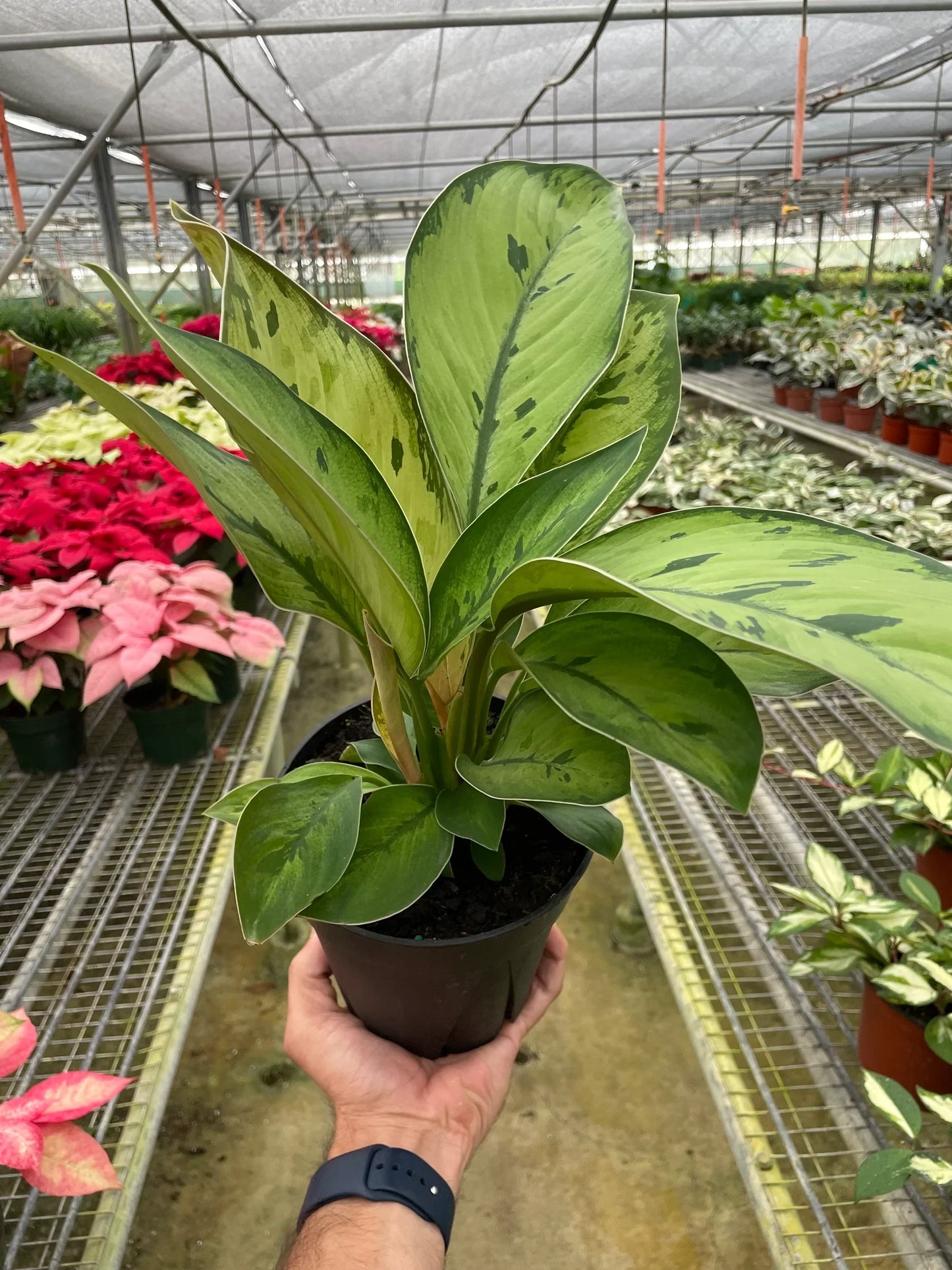 Homalomena 'Selby' - Queen of Hearts: Unique Low-Light Houseplant with Striking Foliage