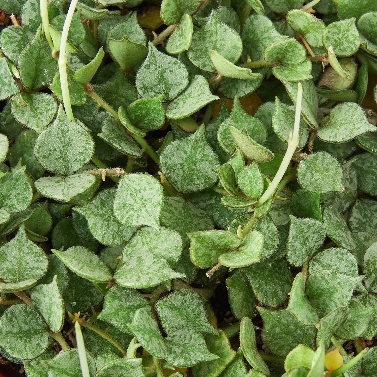 Hoya 'Curtisii' - Tiny Trailing Wonder: Miniature Trailing Hoya with Olive Green Leaves