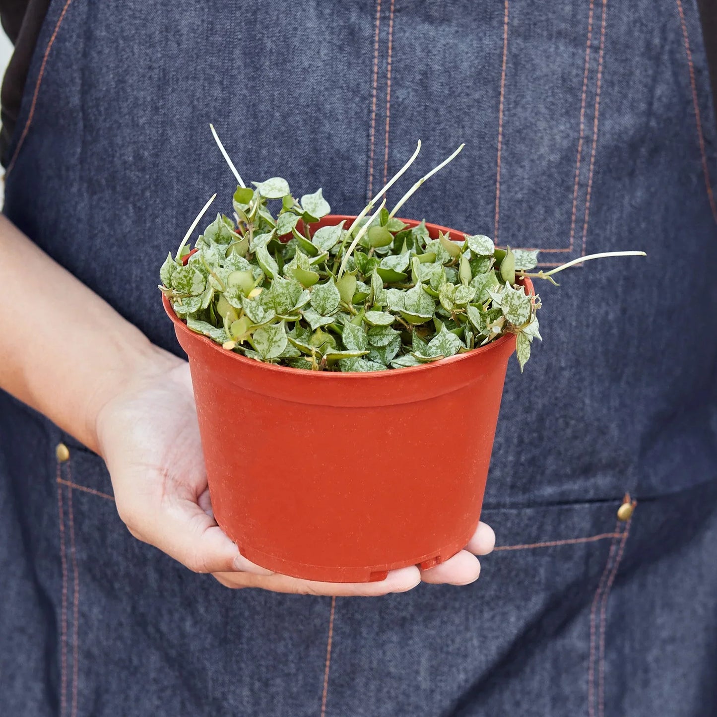 Hoya 'Curtisii' - Tiny Trailing Wonder: Miniature Trailing Hoya with Olive Green Leaves