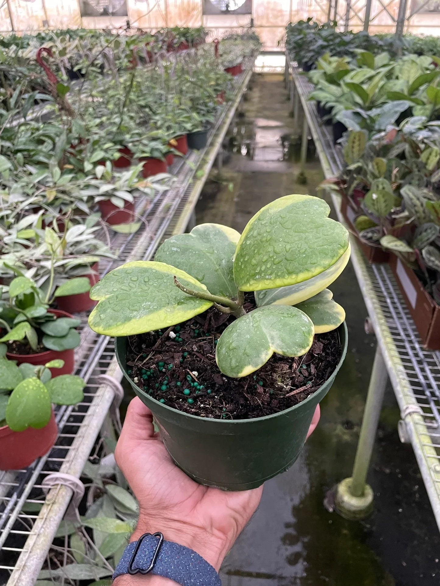 Hoya 'Sweetheart Variegated' - Heartthrob Houseplant: Dainty, Hardy, Heart-Shaped Joy