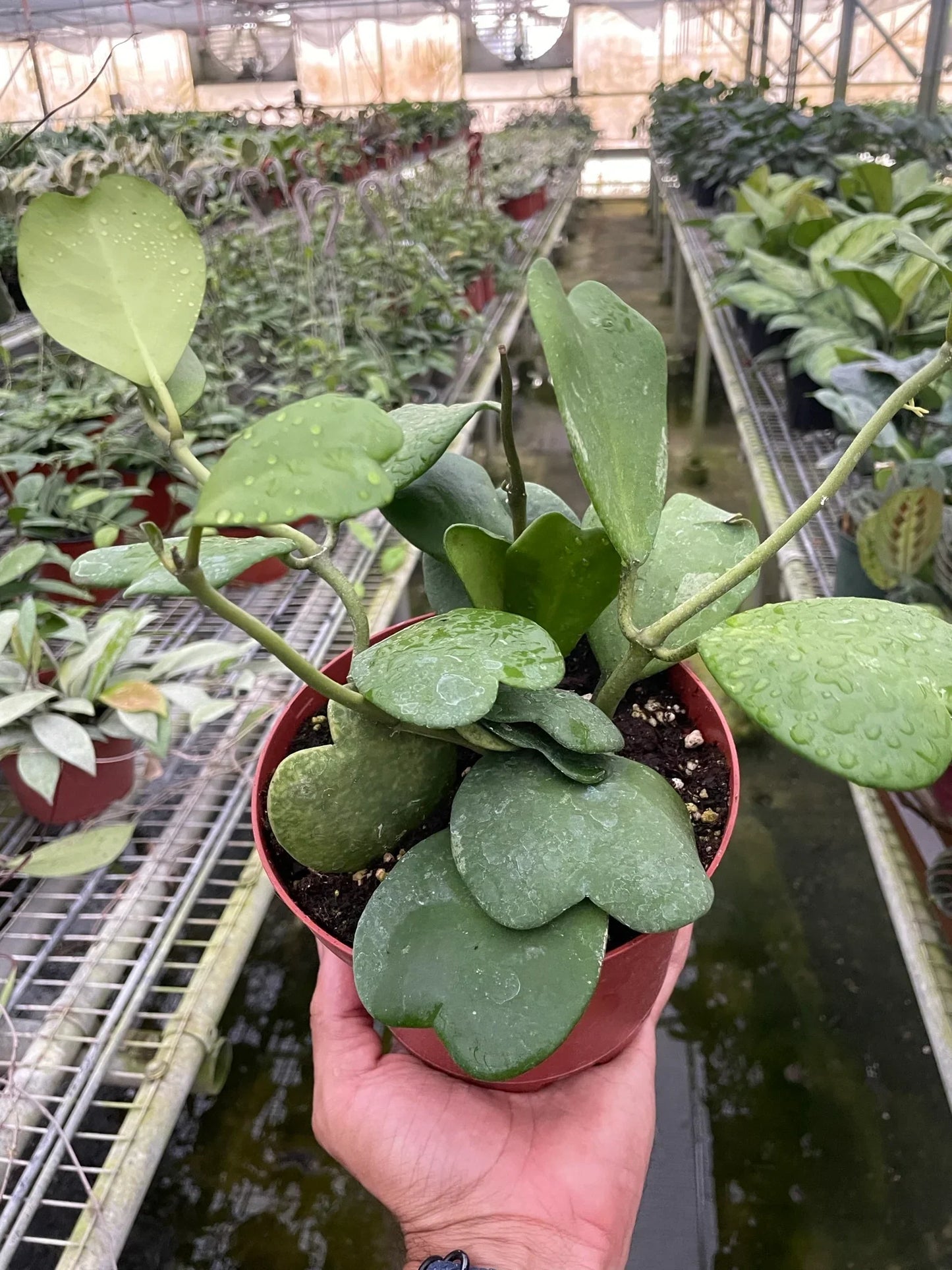 Hoya Sweetheart - Hearty Ever After: Unique Heart-Shaped Variegated Houseplant