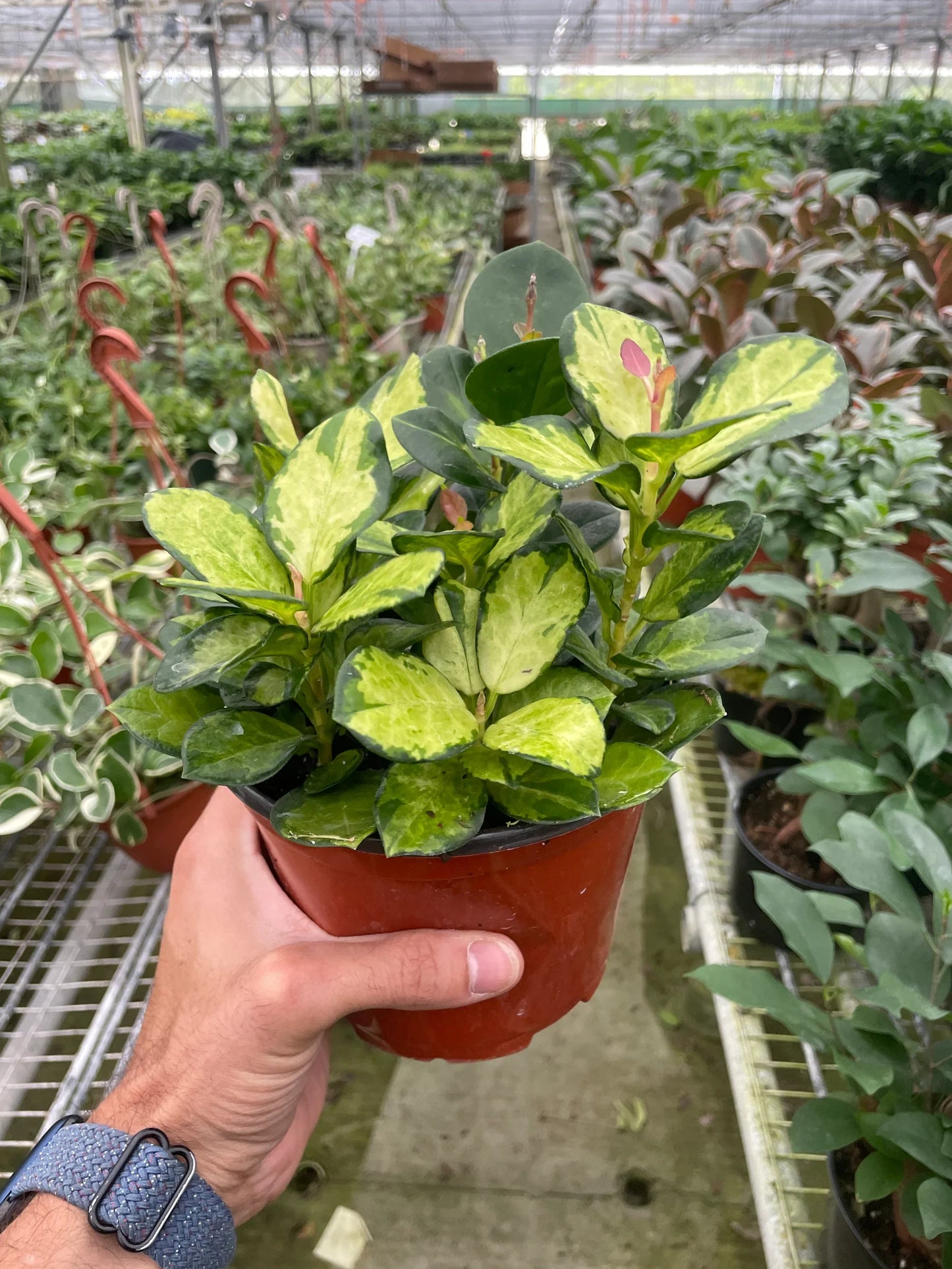 Hoya 'Lisa' - Lisa's Twisty Tango: Variegated Australis Wax Plant for Indoor Climbing Fun