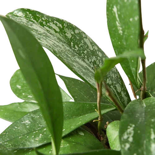 Hoya 'Publicalyx' - Vine & Shine: Stunning Wax Plant with Mottled Leaves and Purple Stems