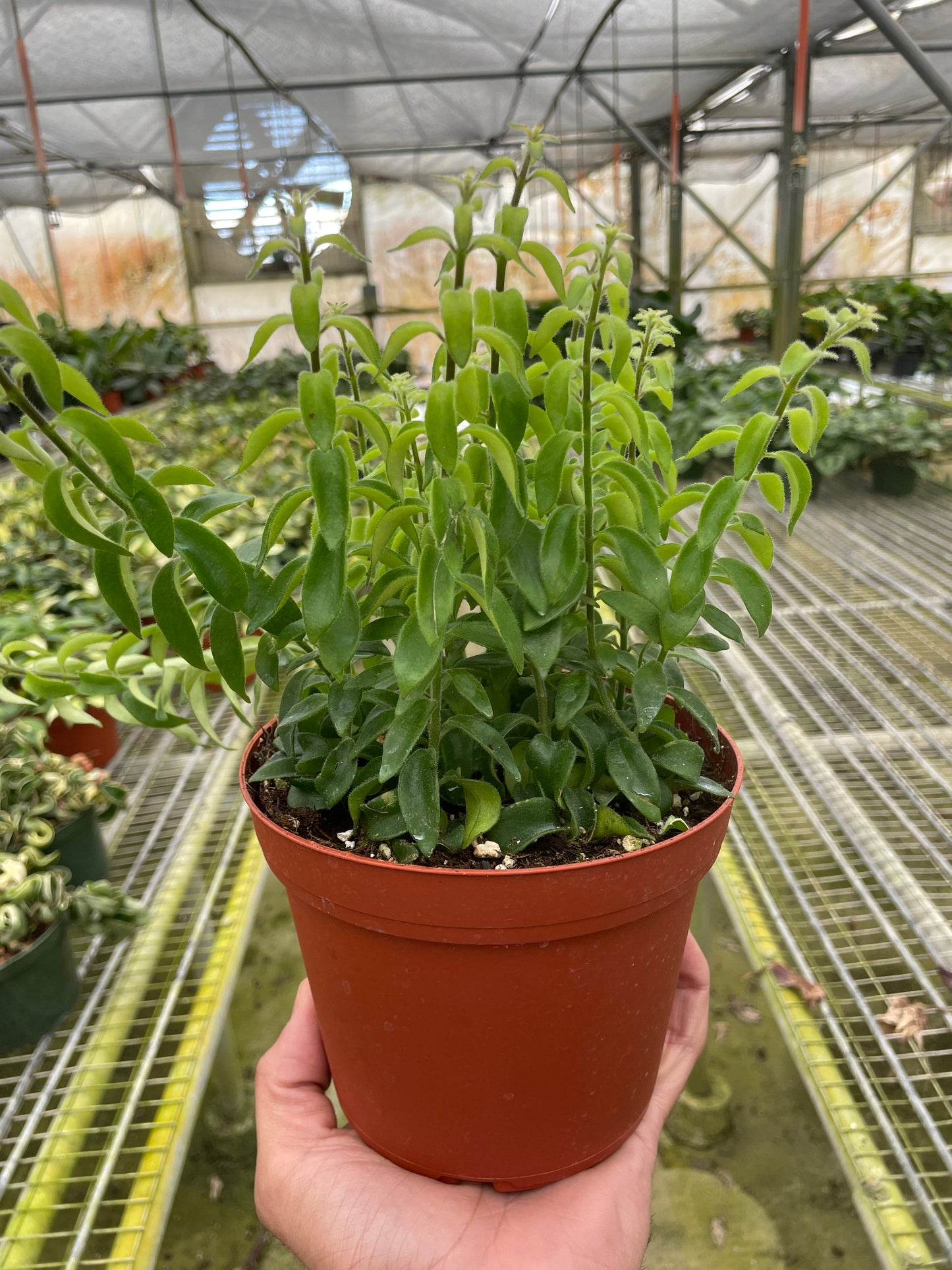 Curly Lipstick Plant - Curly Glam: Bright Hanging Trailing Beauty