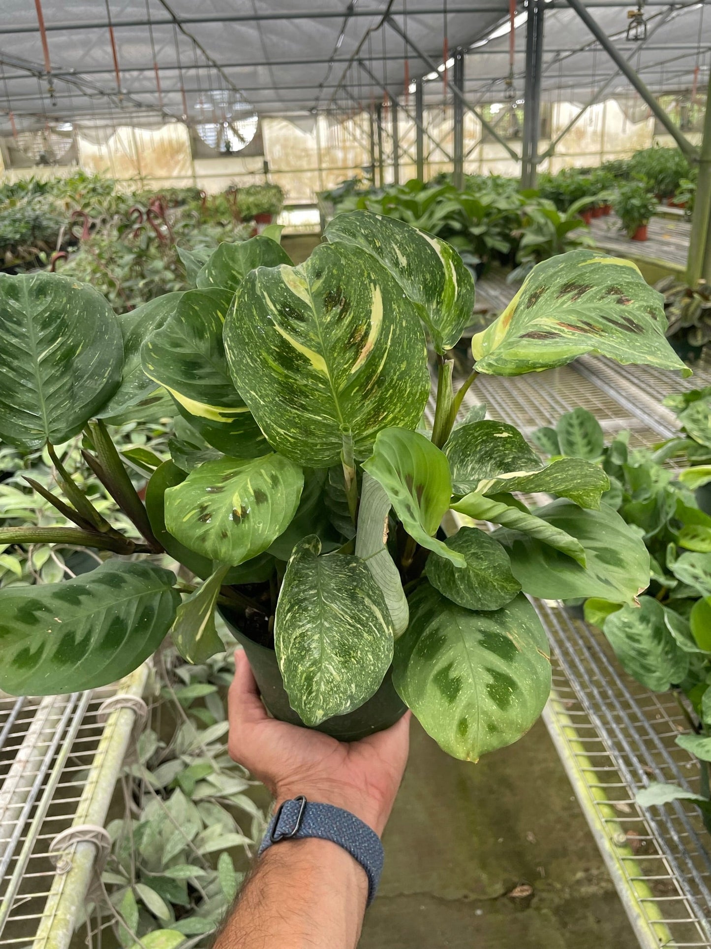 Maranta Variegated 'Beauty Kim' - Variegated Superstar: Stunning Prayer Plant with Unique Foliage