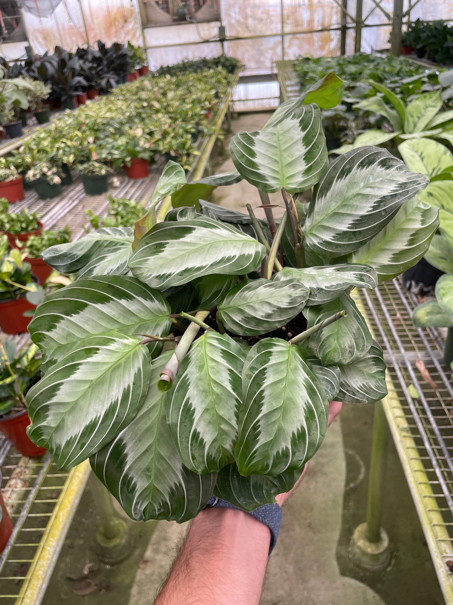 Maranta 'Silver Band' - Easy Care Indoor Plant with Bold Silver Stripes and Air-Purifying Qualities