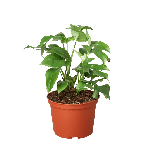 Philodendron Mini Monstera Minima - Tiny Tropical Treasure: Fast-Growing Fenestrated Vining Plant