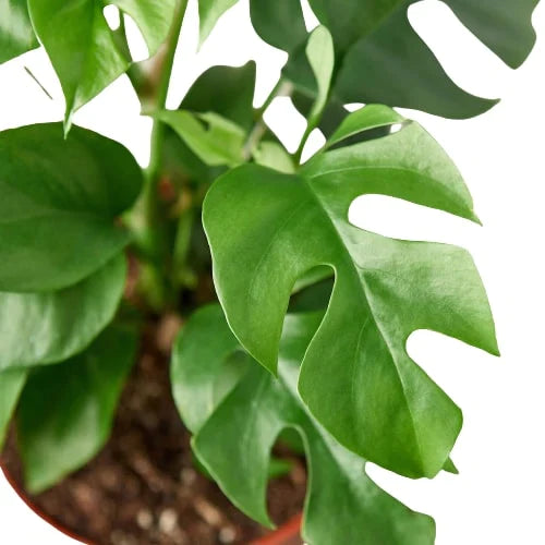 Philodendron Mini Monstera Minima - Tiny Tropical Treasure: Fast-Growing Fenestrated Vining Plant