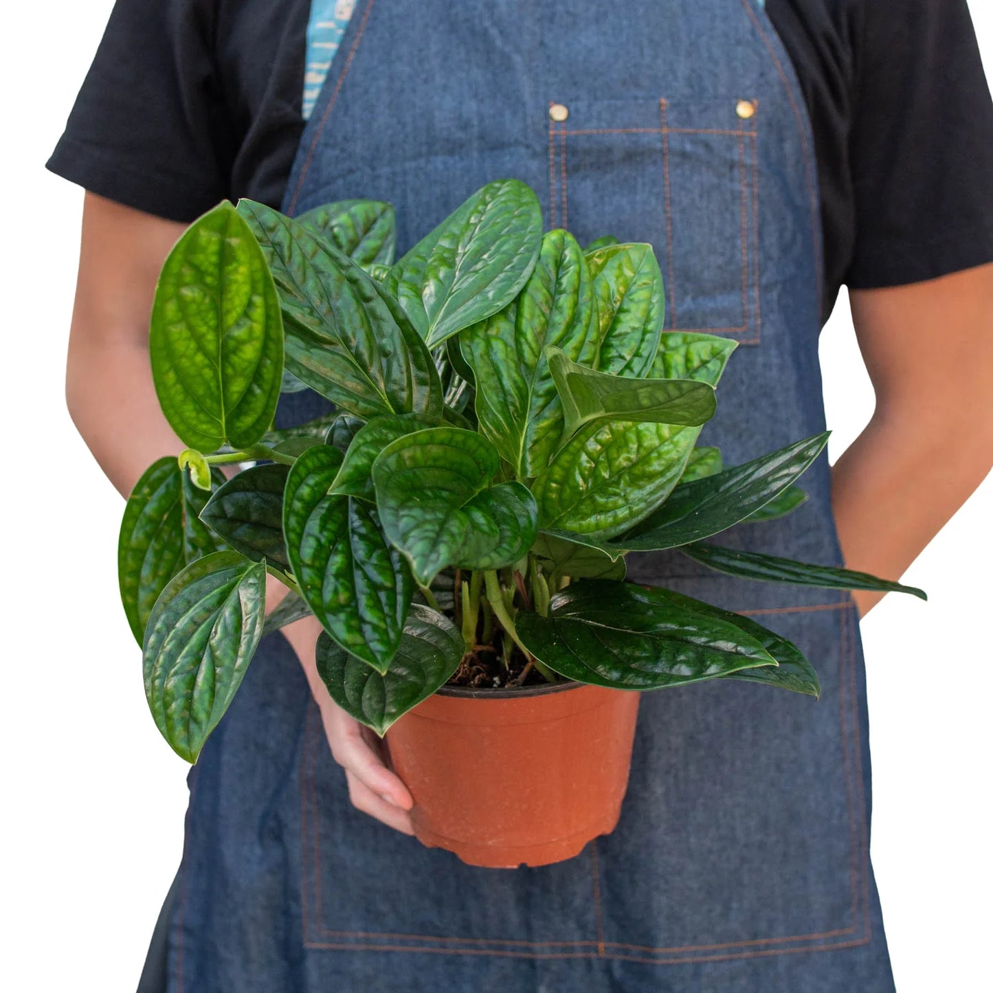 Monstera 'Peru' - Living Texture Wonder: Rare Fast-Growing Houseplant with Iridescent Puckered Leaves