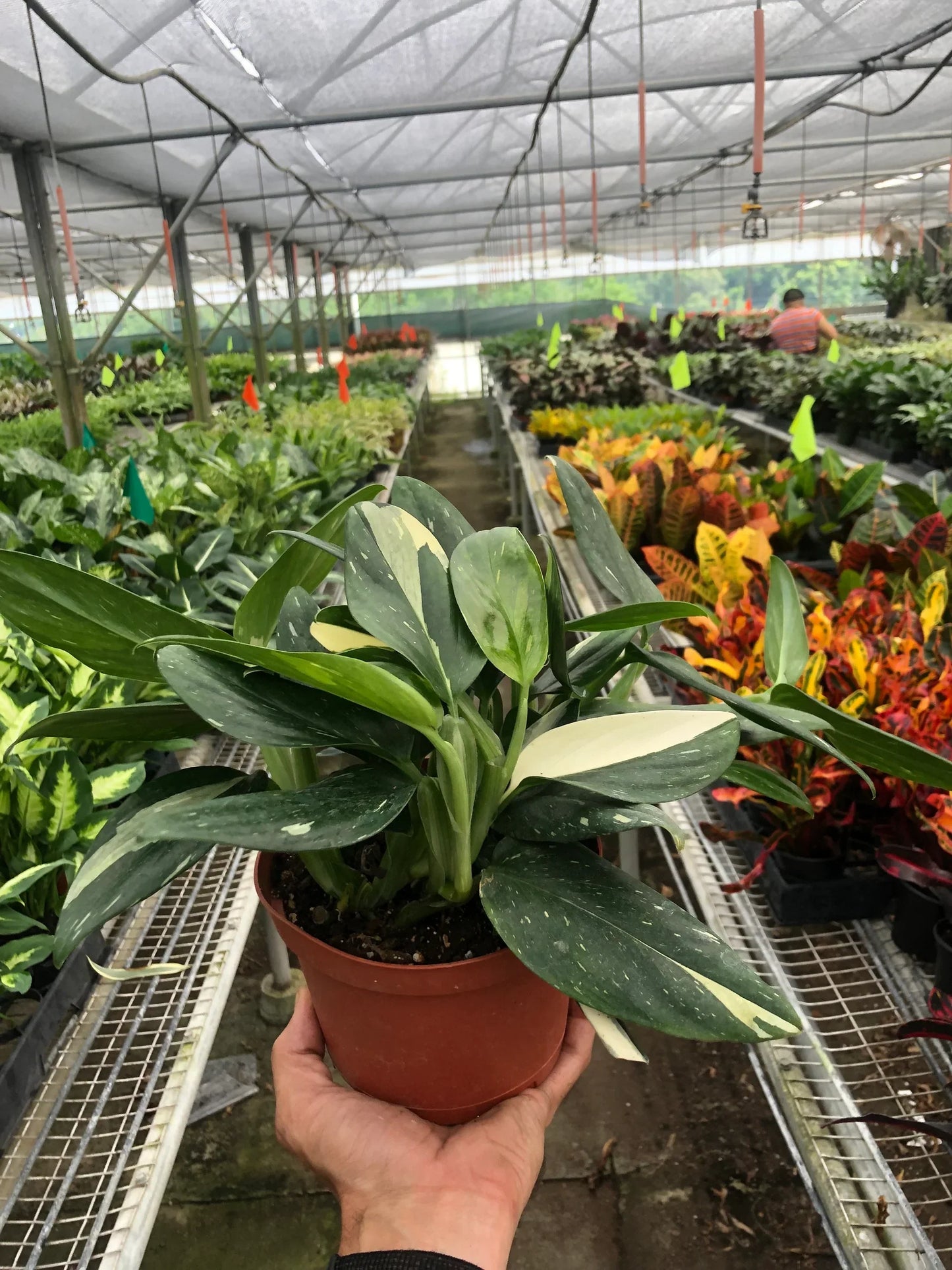 Monstera 'Standeleyana Albo Variegated' – The Polka Dot Climber: Unique Speckled Leaves & Easy-Care Climbing Plant