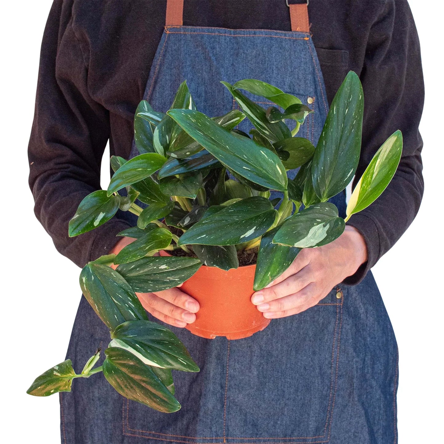 Monstera 'Standeleyana Albo Variegated' – The Polka Dot Climber: Unique Speckled Leaves & Easy-Care Climbing Plant