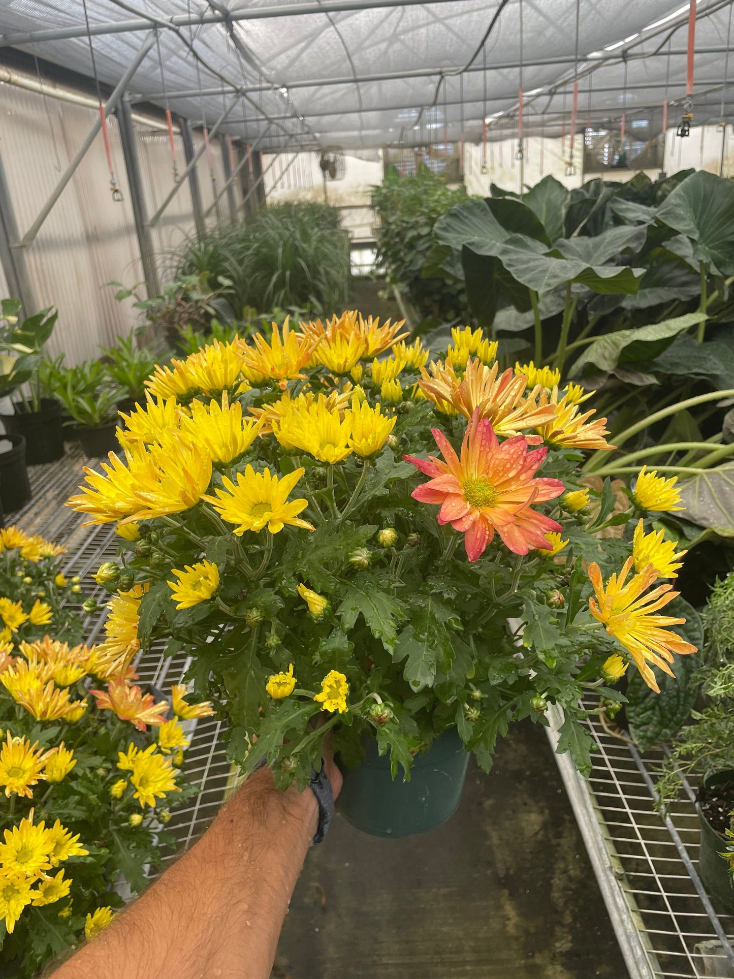 Mums (Chrysanthemum) - Autumn Bloomers: Easy-Grow Fall Garden Flowers