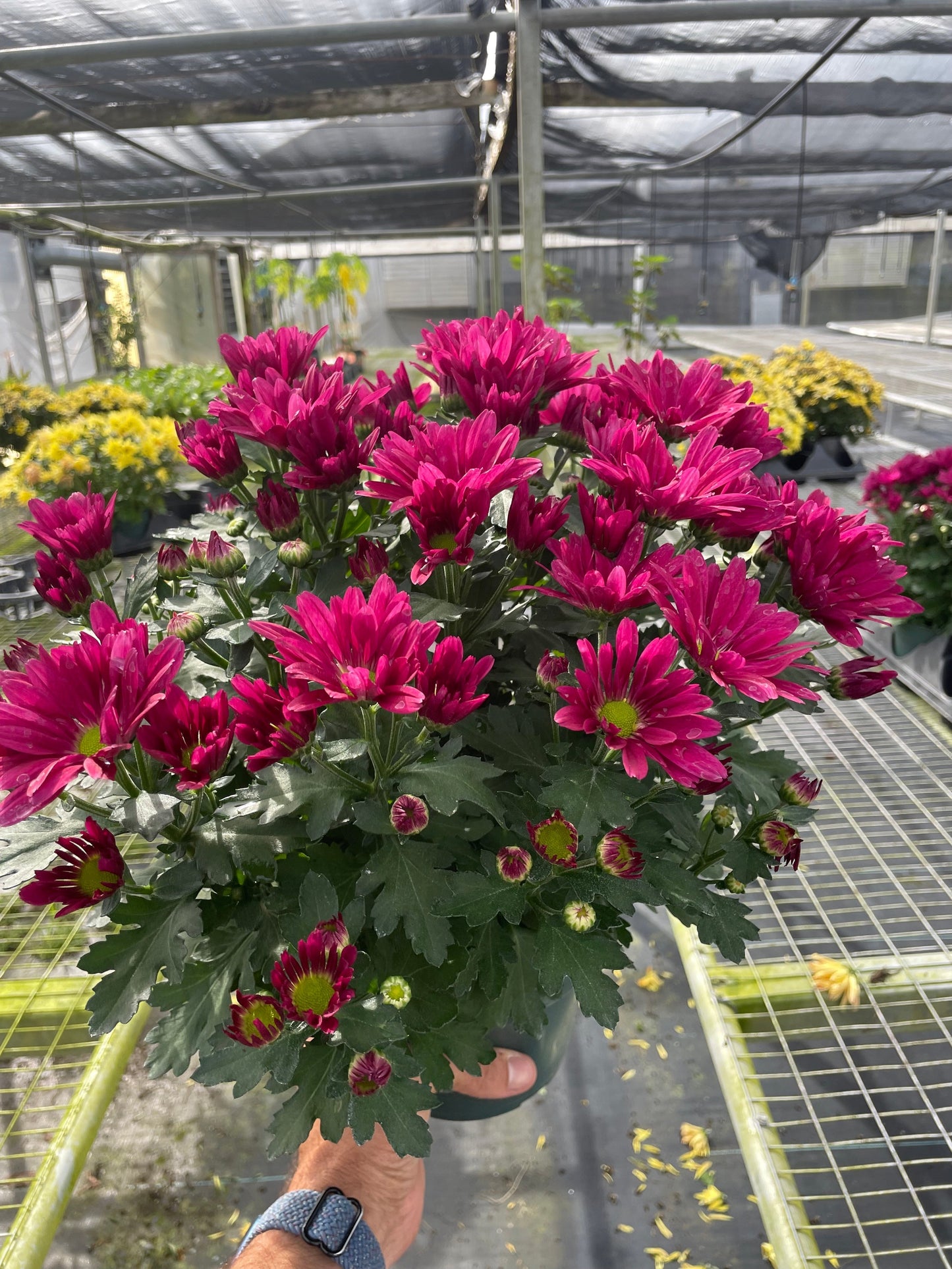 Mums (Chrysanthemum) - Autumn Bloomers: Easy-Grow Fall Garden Flowers