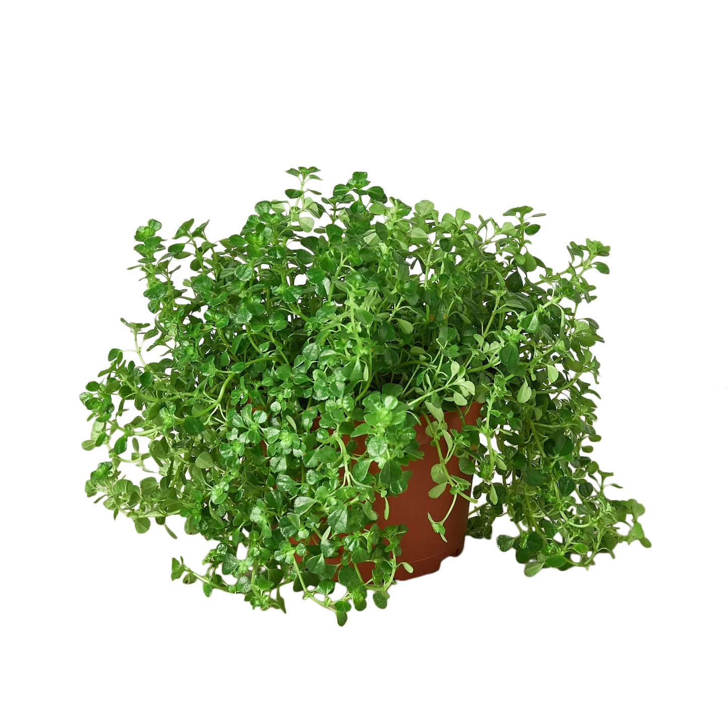 Nettle 'Baby's Tear' - Lil’ Green Carpet: Compact Evergreen Ground Cover Plant