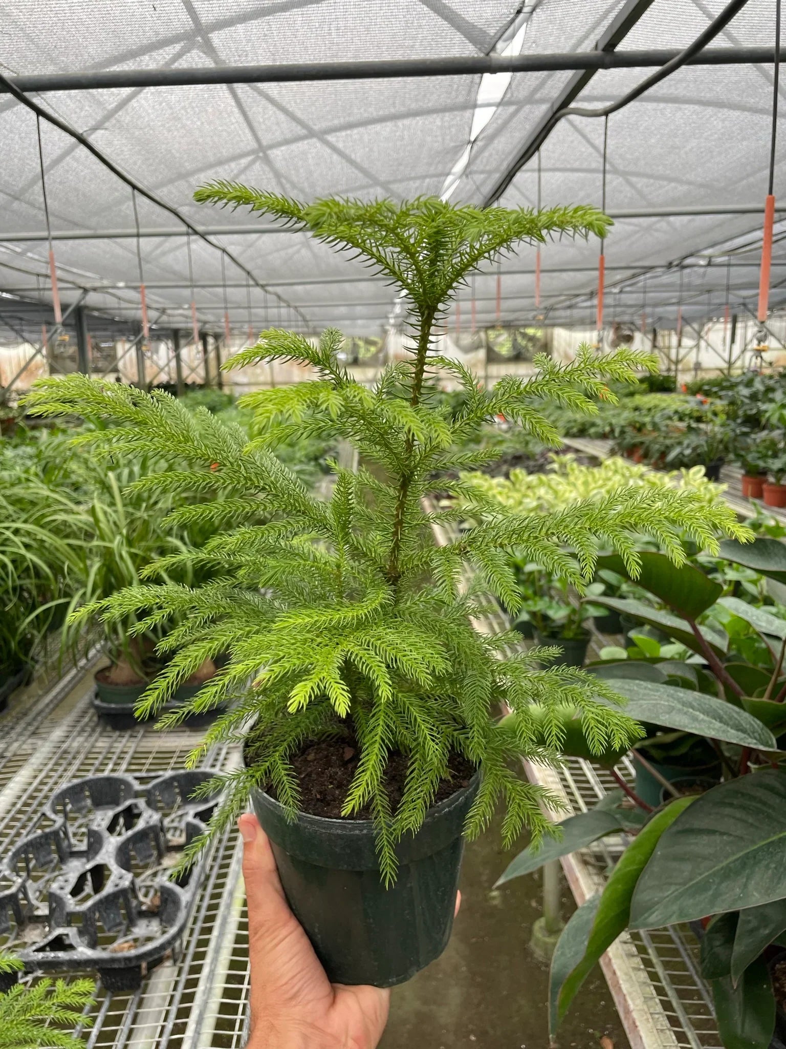 conifer indoor plants Norfolk 'Island Pine'