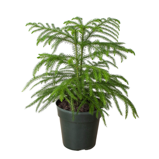 Norfolk 'Island Pine' - Tropical Tannenbaum: Exotic Indoor Conifer Houseplant