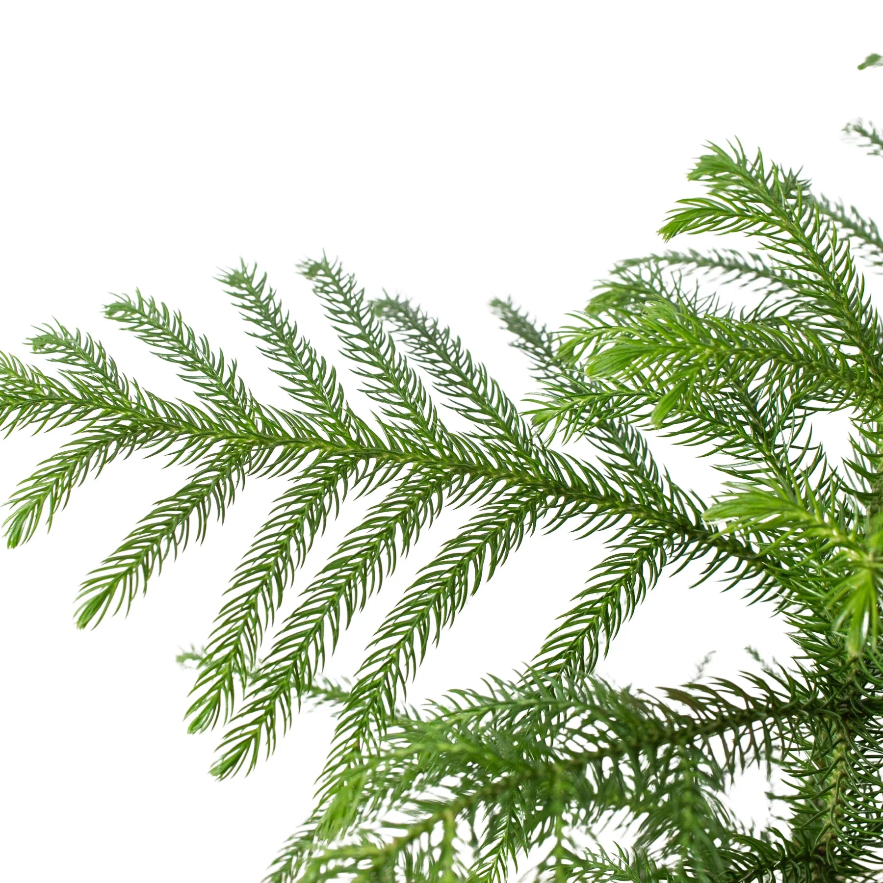 conifer indoor plants Norfolk 'Island Pine'