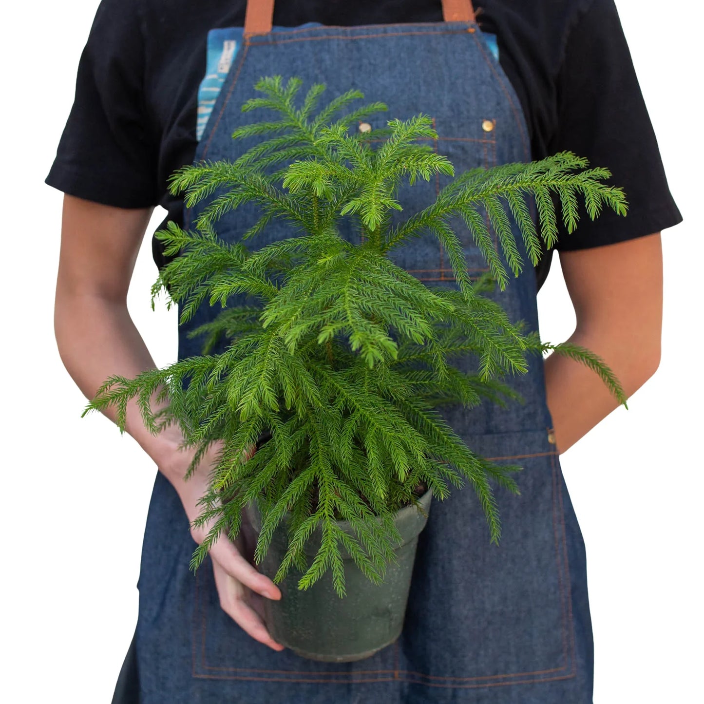 Norfolk 'Island Pine' - Tropical Tannenbaum: Exotic Indoor Conifer Houseplant