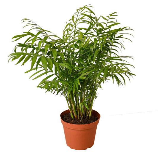 Parlor Palm - The Victorian Charmer: Low Light, Air-Purifying Indoor Plant