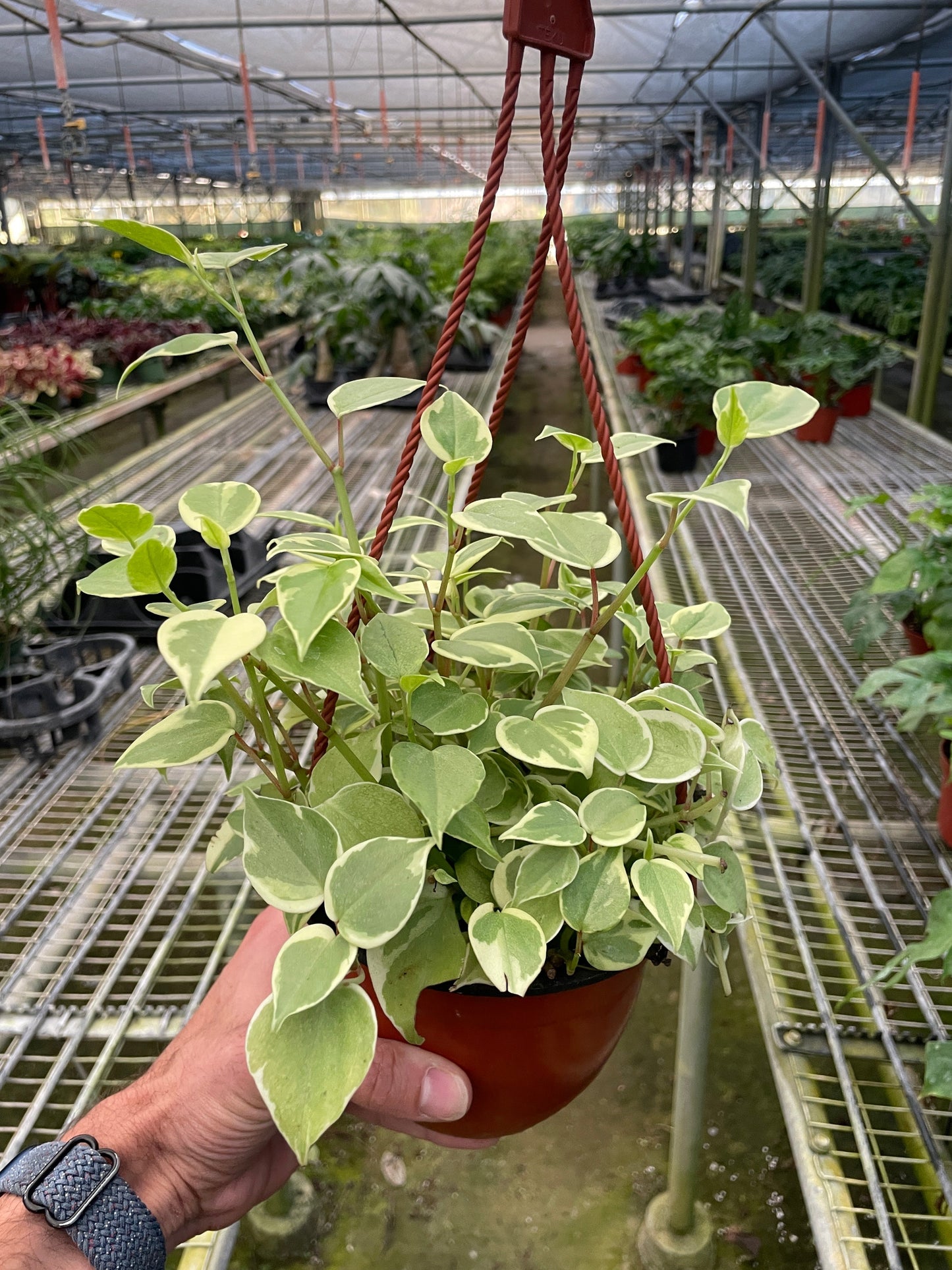 Peperomia 'Cupid' - Love on the Vine: Heart-Shaped Hanging Houseplant for Indoor Greenery
