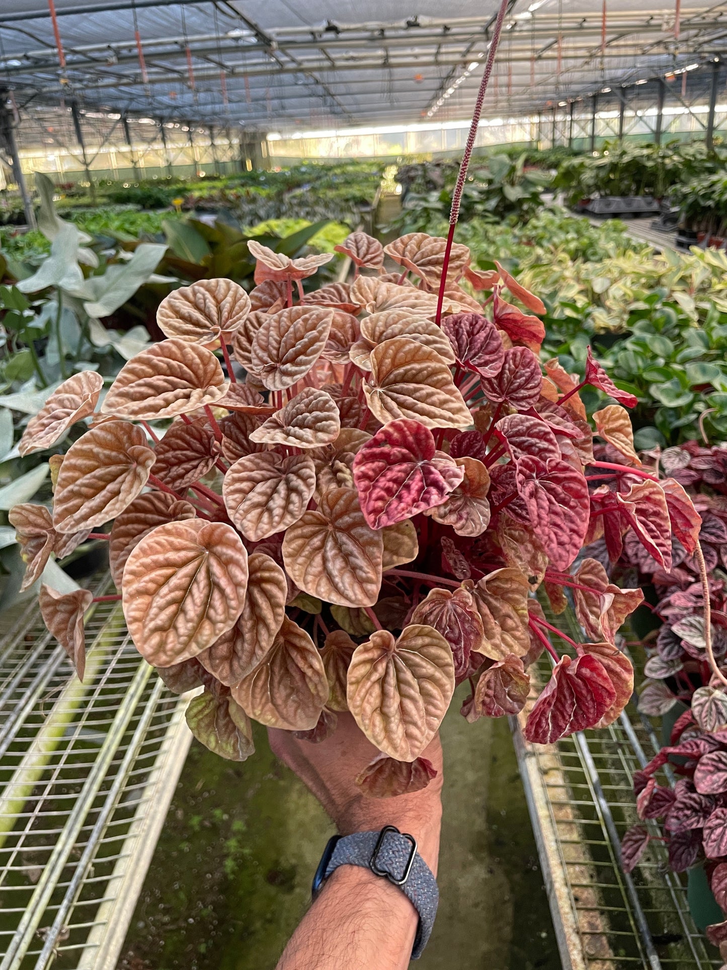 Peperomia 'Quito' - Exotic Andes Treasure: Vibrant, Easy-Care Evergreen Houseplant with Striking Heart-shaped Leaves