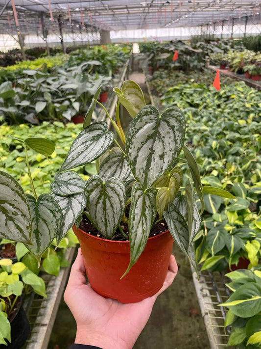 Philodendron 'Brandi' - The Silver Stunner: Easy-Care Versatile Climbing and Cascading Houseplant