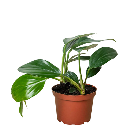 Philodendron 'Dragon Tail' - Unleash The Dragon: Rare Variegated Houseplant with Dark Green Leaves