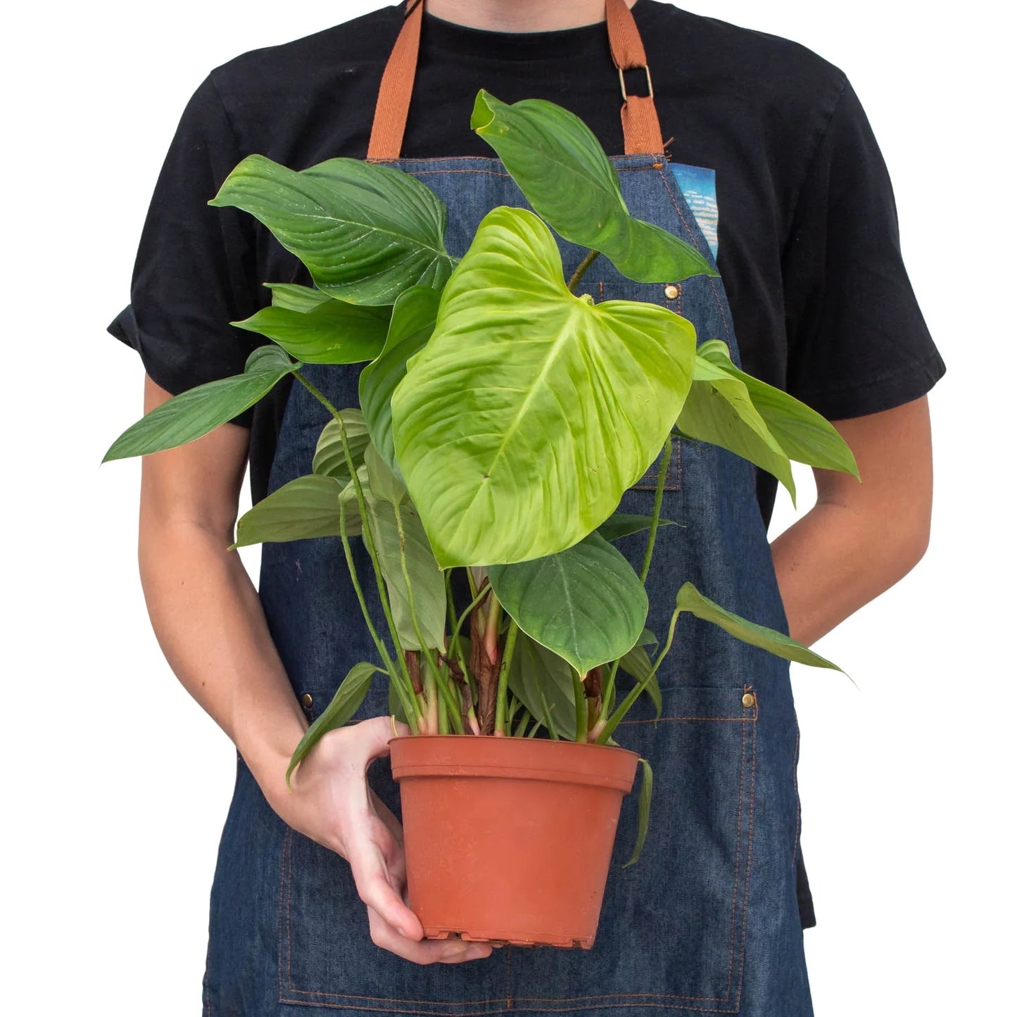 Philodendron 'Fuzzy Petiole' - Fuzzy Friends Forever: Unique Red-Petioled Aroid Houseplant