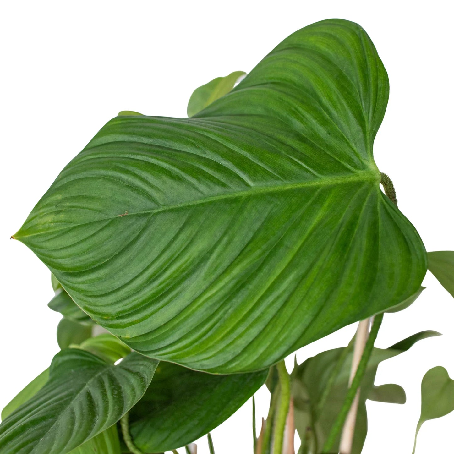 Philodendron 'Fuzzy Petiole' - Fuzzy Friends Forever: Unique Red-Petioled Aroid Houseplant