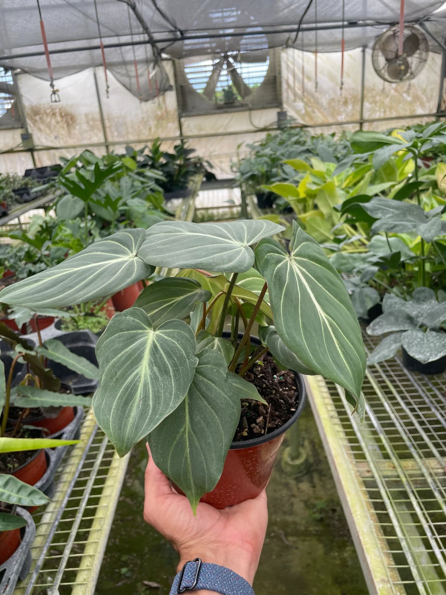 Philodendron Gloriosum 'Zebra' - Jungle Stripes: Rare Veined Philodendron with Silver Gray Stripes