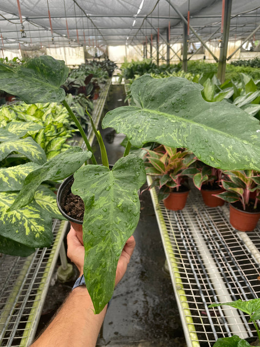 Philodendron 'Golden Dragon' - Golden Guardian: Rare Hybrid Houseplant with Unique Dragon's Head Leaves