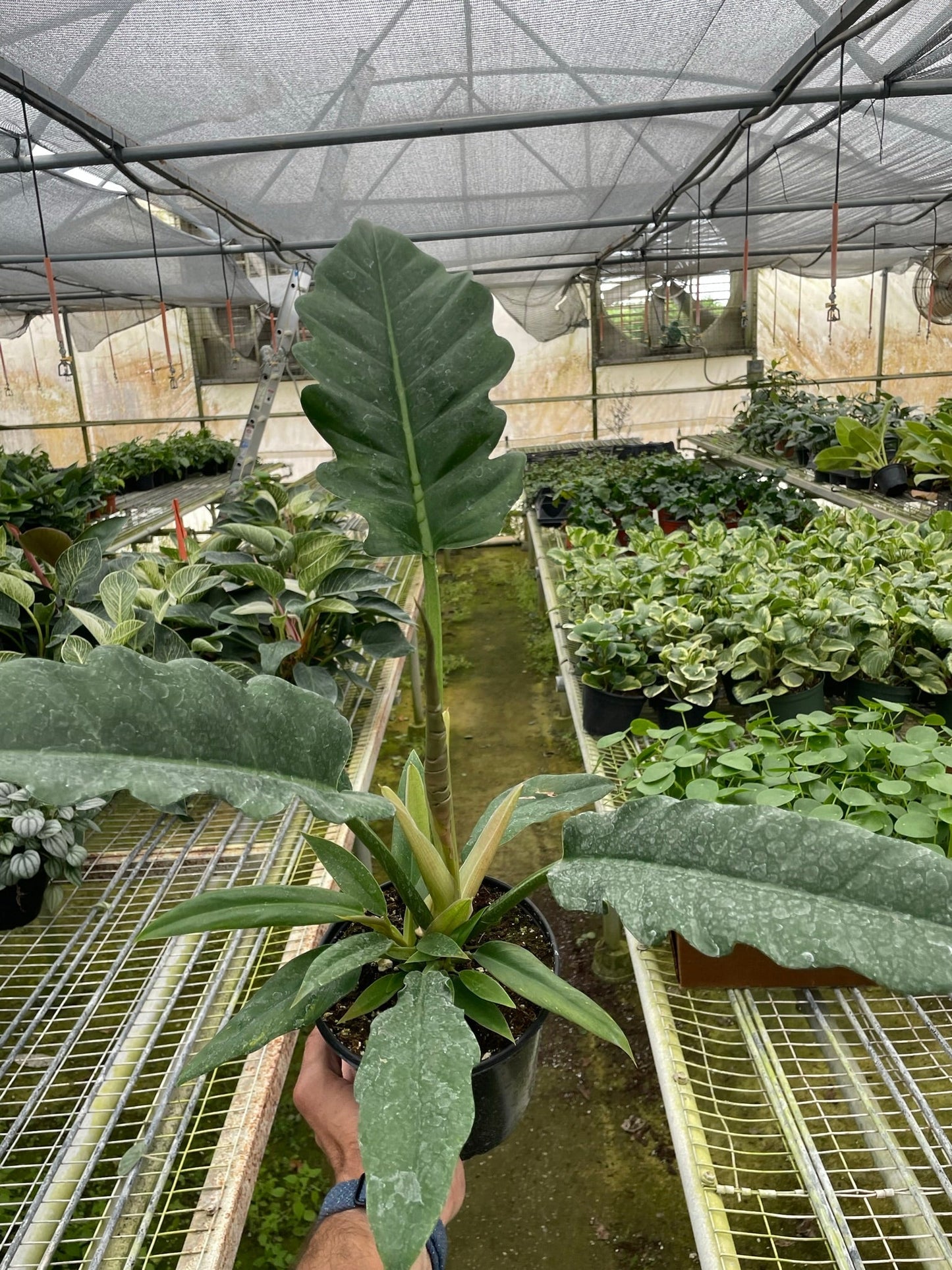 Philodendron 'Jungle Boogie' - Boogie Fever: Stylish Tropical Houseplant with Glossy, Deeply Cut Leaves