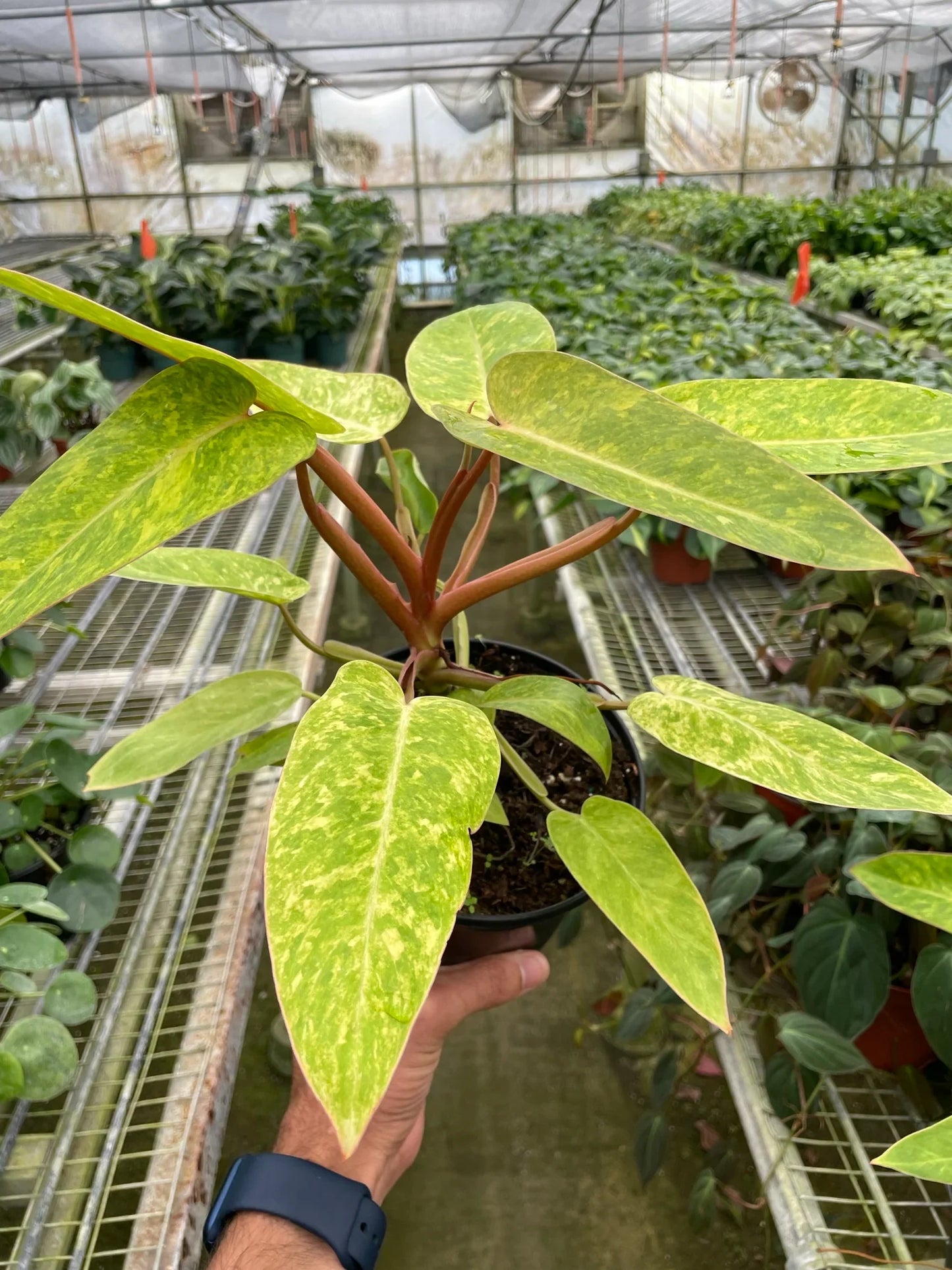 Philodendron 'Painted Lady' - Tropical Mosaic Masterpiece: Variegated Climbing Philodendron Houseplant