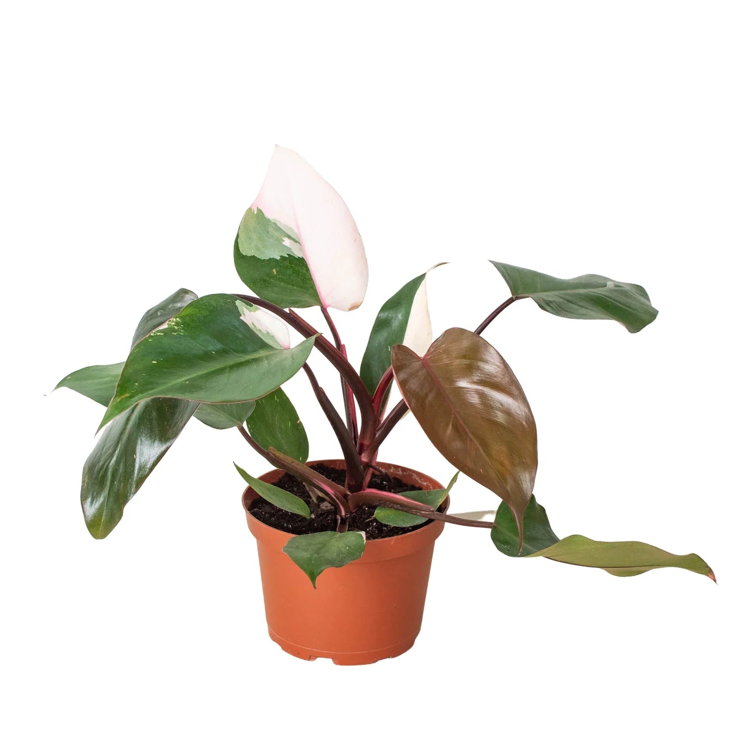 Philodendron 'Pink Princess' - Royal Blush Delight: Rare Variegated Wax Leaf Beauty