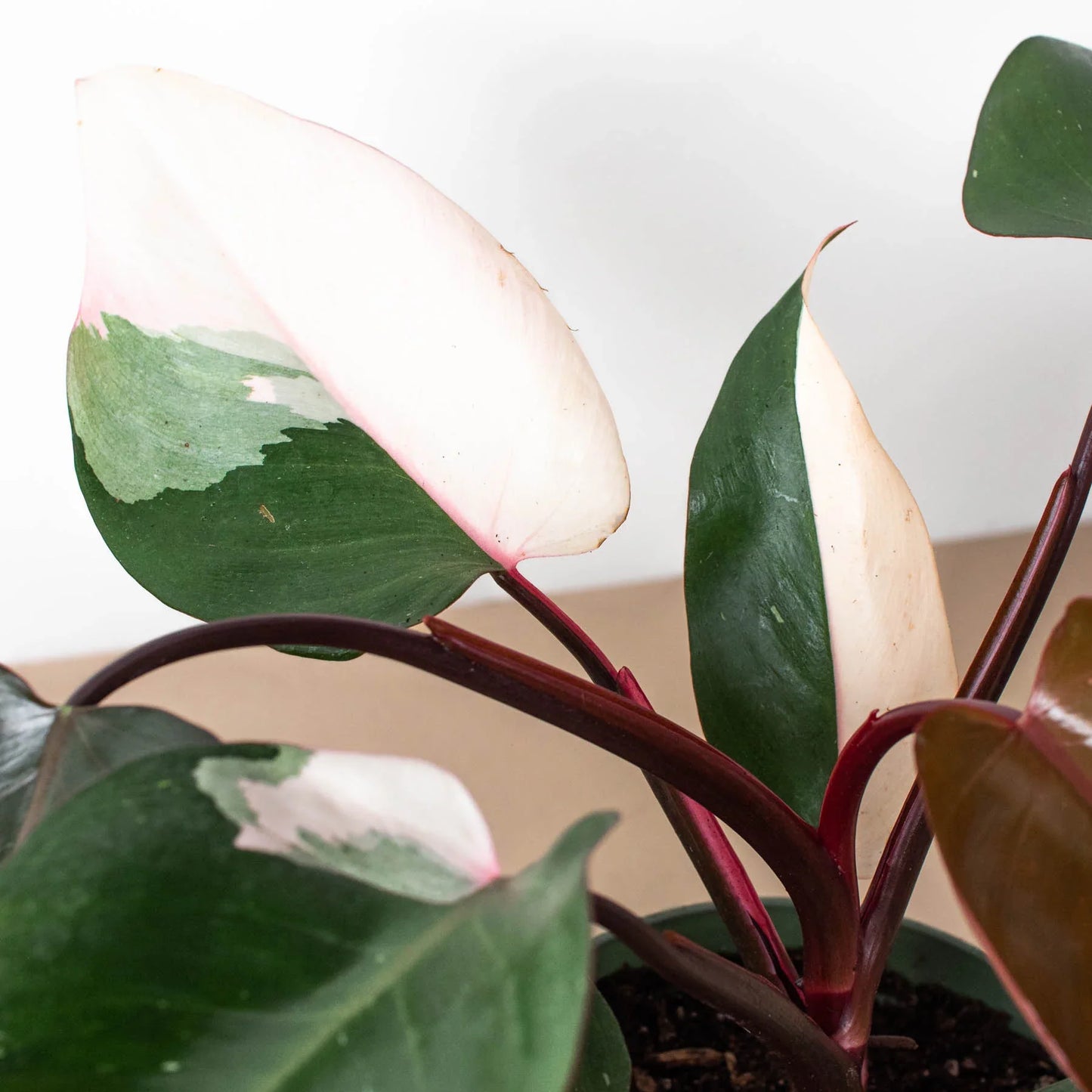 Philodendron 'Pink Princess' - Royal Blush Delight: Rare Variegated Wax Leaf Beauty