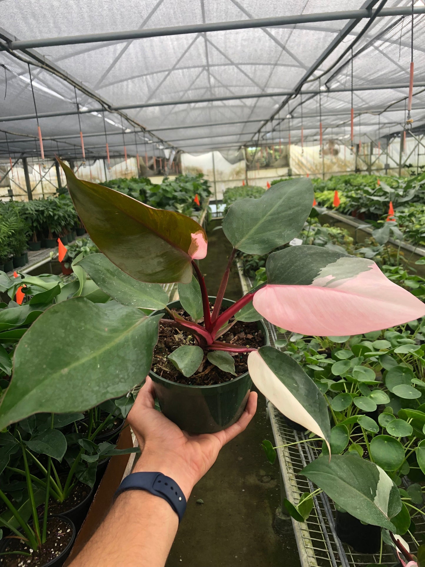 Philodendron 'Pink Princess' - Royal Blush Delight: Rare Variegated Wax Leaf Beauty