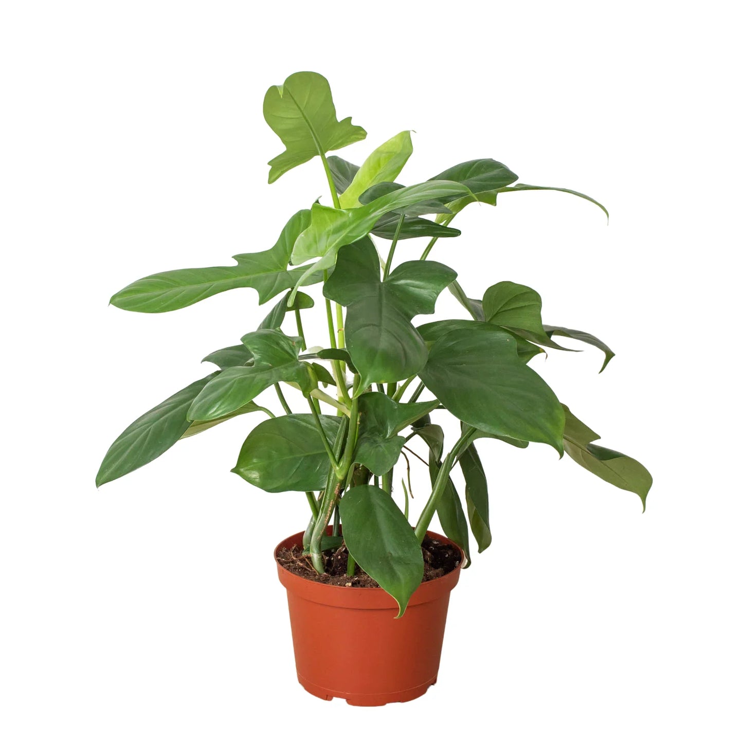 Philodendron 'Silver Sword' - Knight in Shining Armor: Versatile & Easy to Maintain Plant for Terrariums and Terrestrial Pots