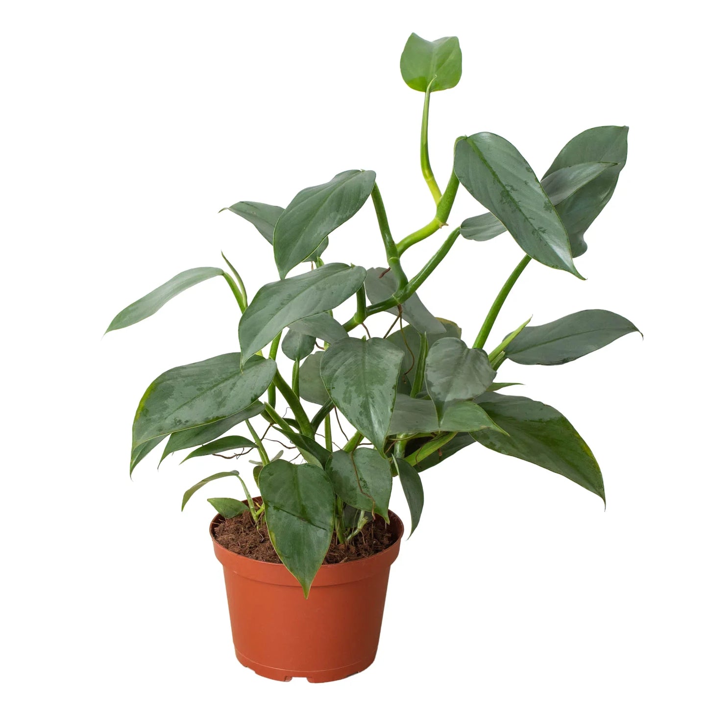 Philodendron 'Silver Sword' - Knight in Shining Armor: Versatile & Easy to Maintain Plant for Terrariums and Terrestrial Pots