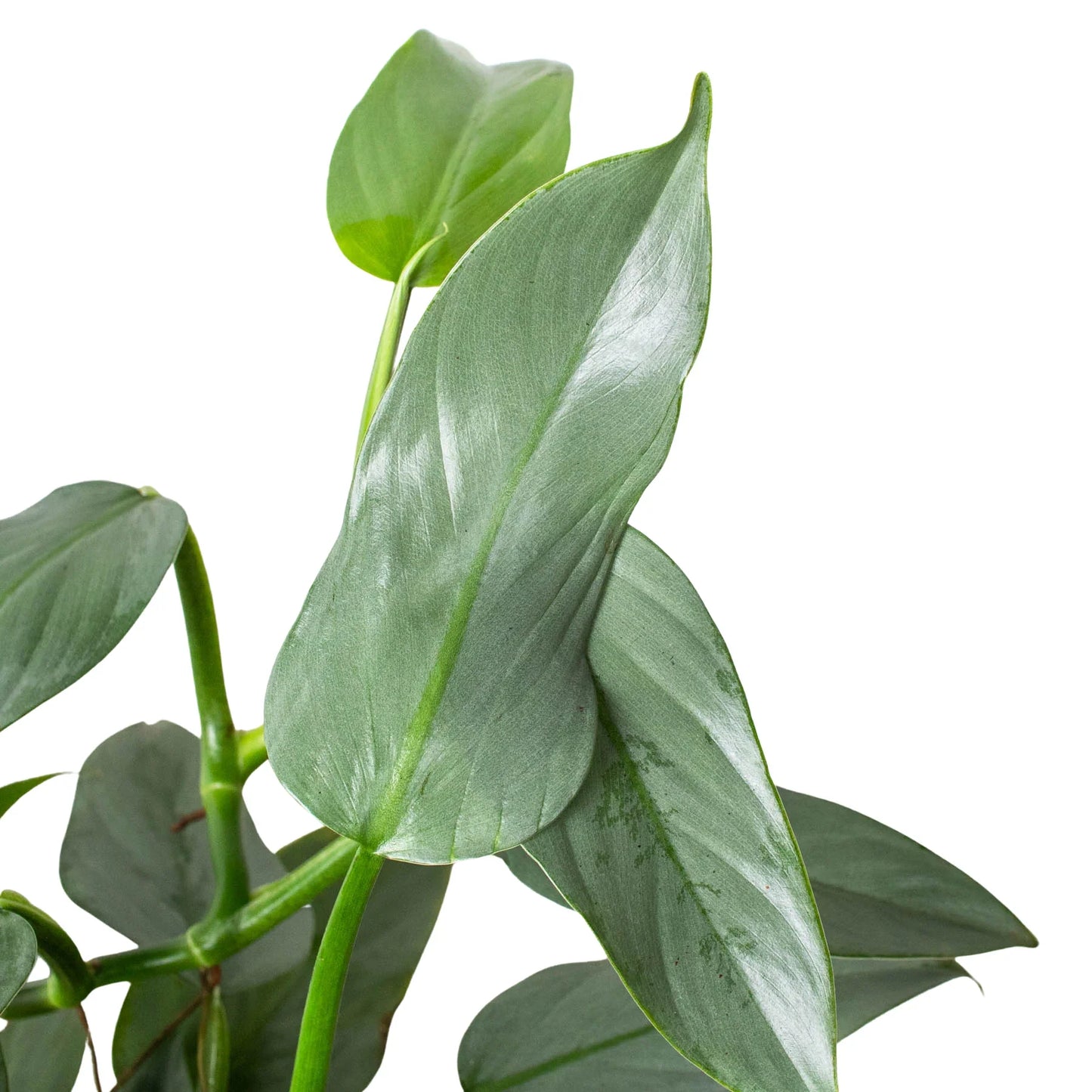 Philodendron 'Silver Sword' - Knight in Shining Armor: Versatile & Easy to Maintain Plant for Terrariums and Terrestrial Pots