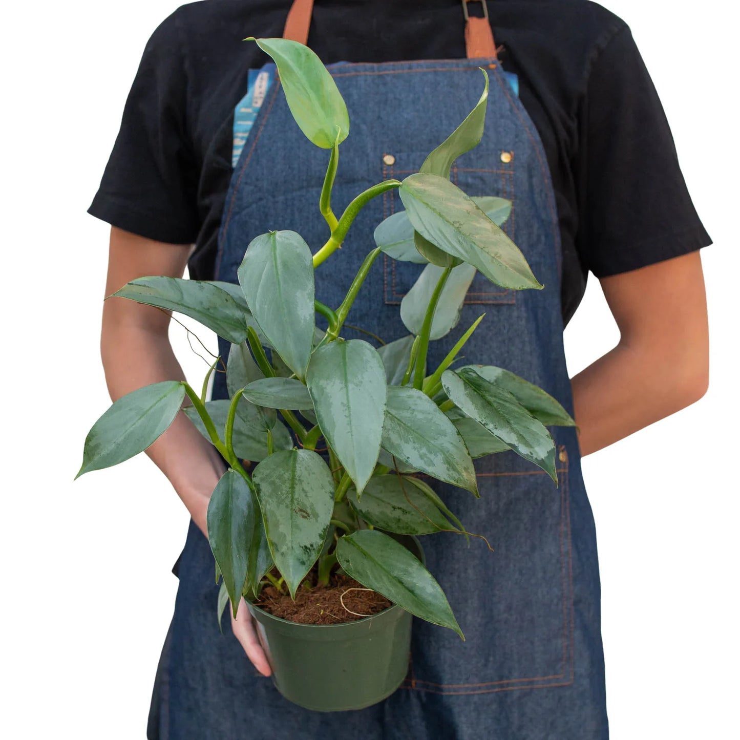 Philodendron 'Silver Sword' - Knight in Shining Armor: Versatile & Easy to Maintain Plant for Terrariums and Terrestrial Pots