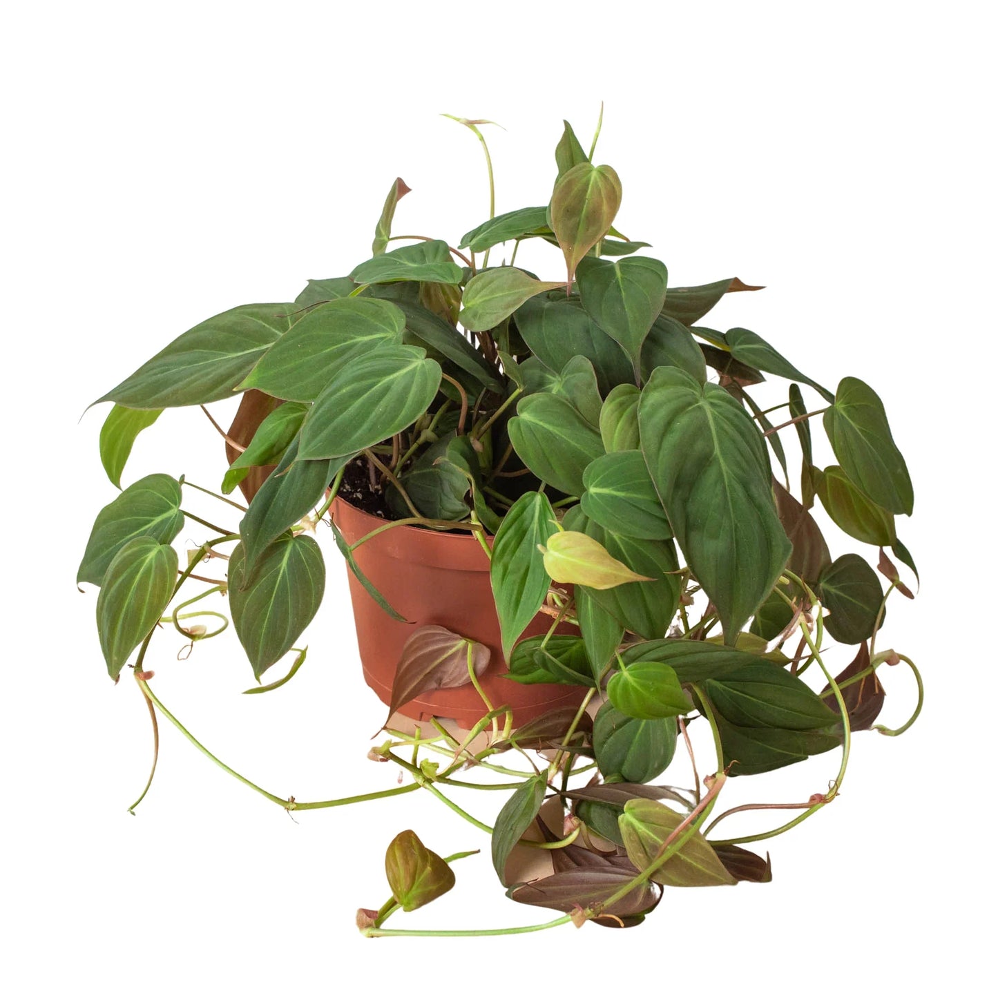 Philodendron 'Velvet' - Leafy Love Affair: Heart-Leaf Philodendron with Velvet-Textured Leaves