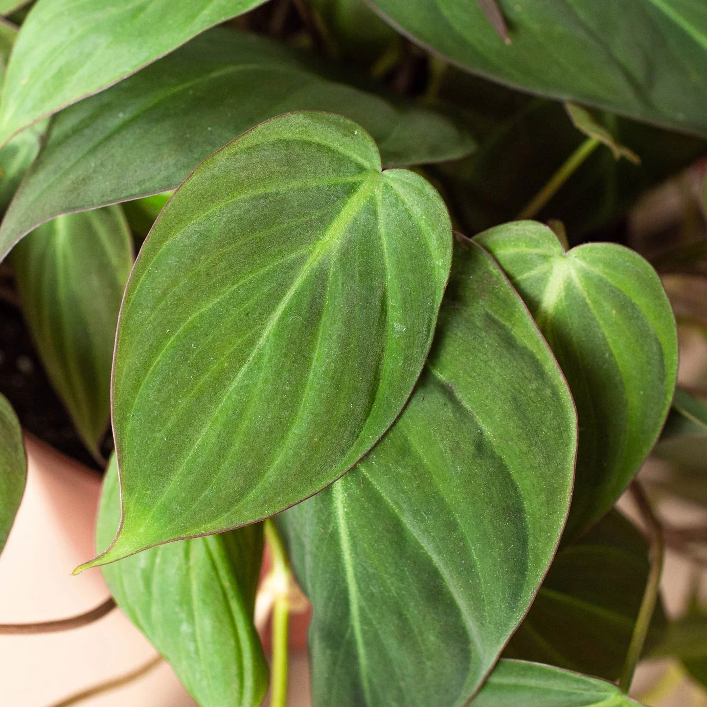 Philodendron 'Velvet' - Leafy Love Affair: Heart-Leaf Philodendron with Velvet-Textured Leaves