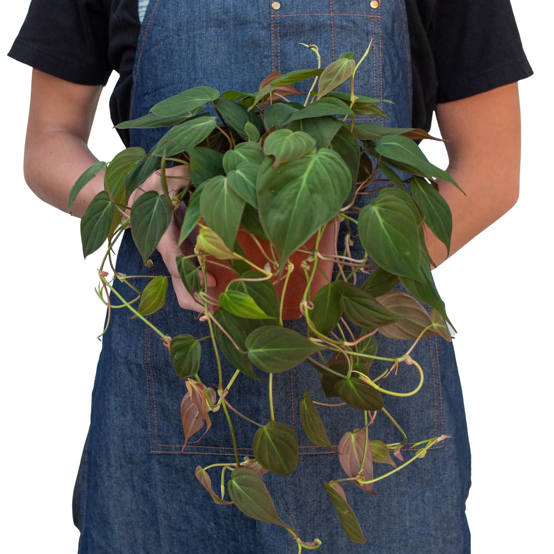 philodendron hederaceum velvet Philodendron 'Velvet'