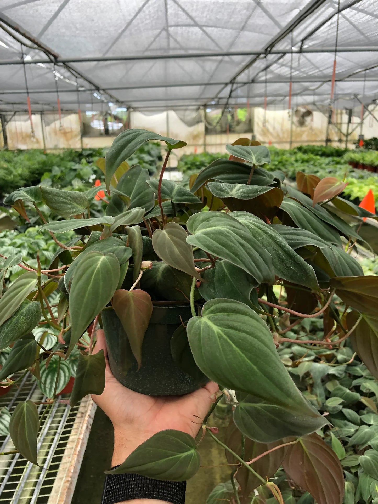 Philodendron 'Velvet' - Leafy Love Affair: Heart-Leaf Philodendron with Velvet-Textured Leaves